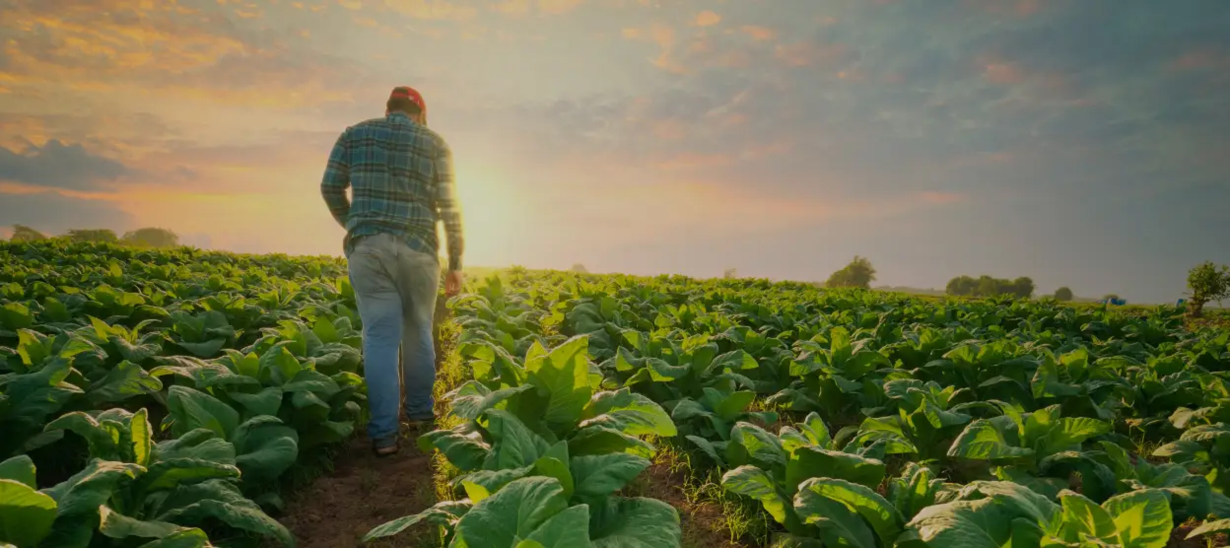 person-walking-in-a-farm